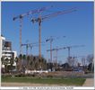 Grues - Cliquez pour avoir la photo  sa taille relle.